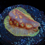 Klepto Lepto Coral with encrusting growth in reef aquarium