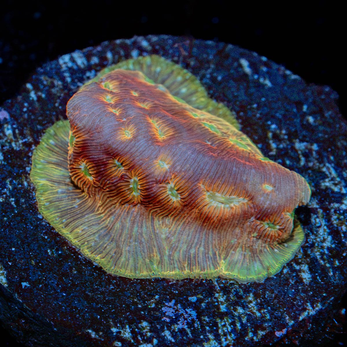 Klepto Lepto Coral with encrusting growth in reef aquarium