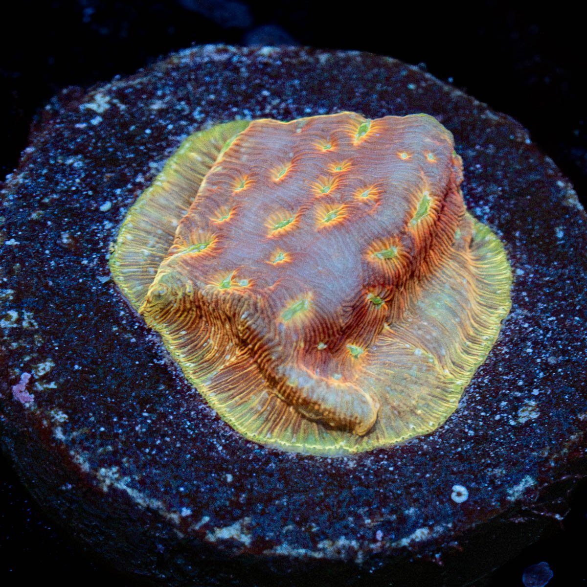 Klepto Lepto Coral with encrusting growth in reef aquarium