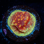 Klepto Lepto coral with encrusting growth in reef aquarium