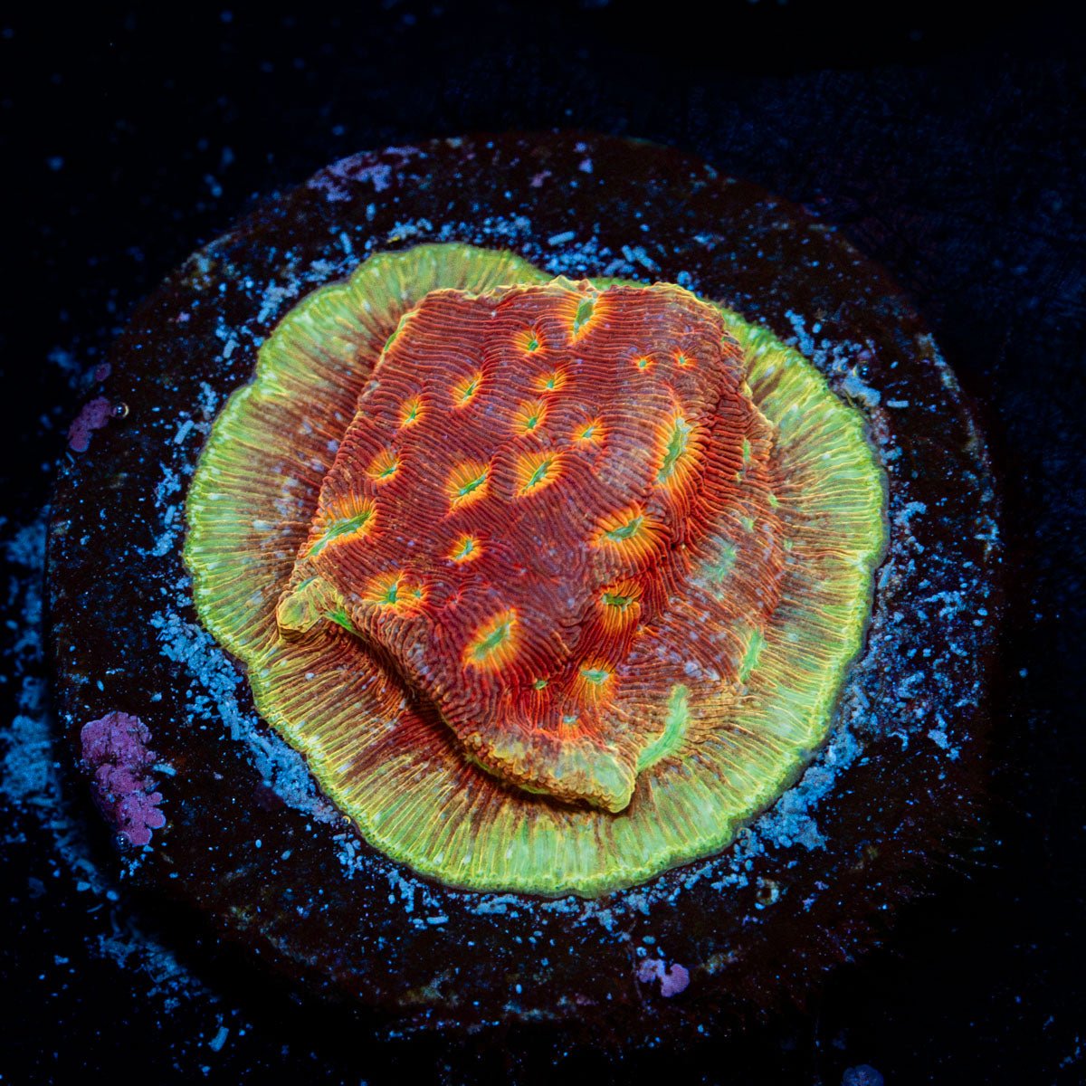 Klepto Lepto coral with encrusting growth in reef aquarium