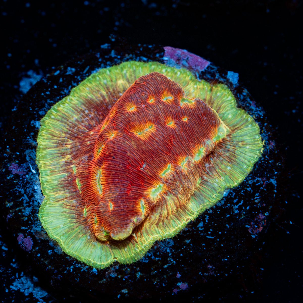 Klepto Lepto coral with encrusting growth in reef aquarium