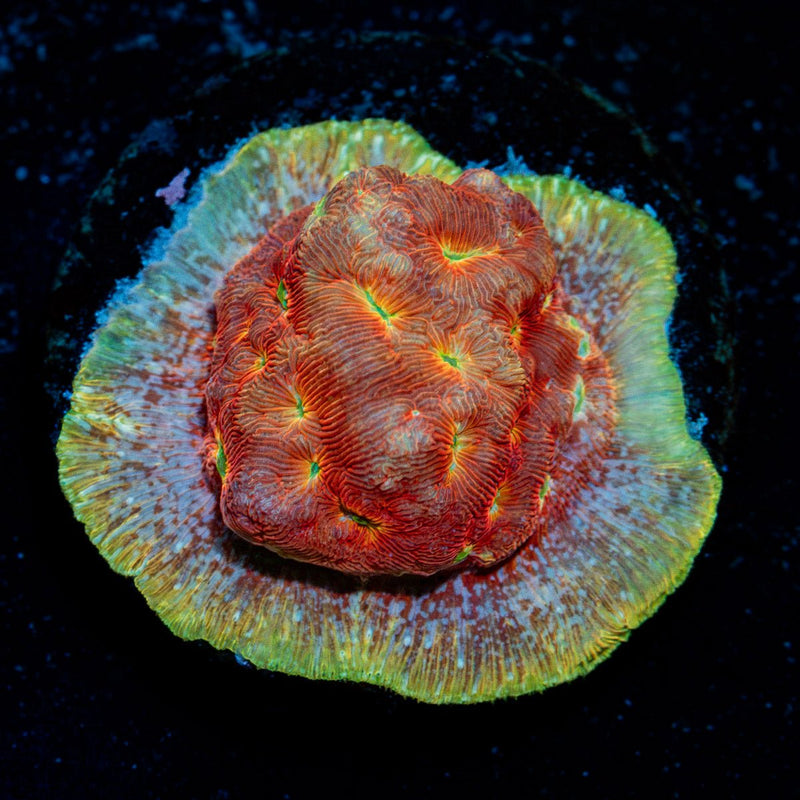 Klepto Lepto coral with encrusting growth in reef aquarium