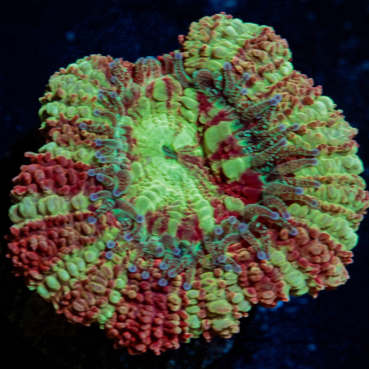 Koloa Eye Asian Acan Coral with fleshy polyps in reef aquarium
