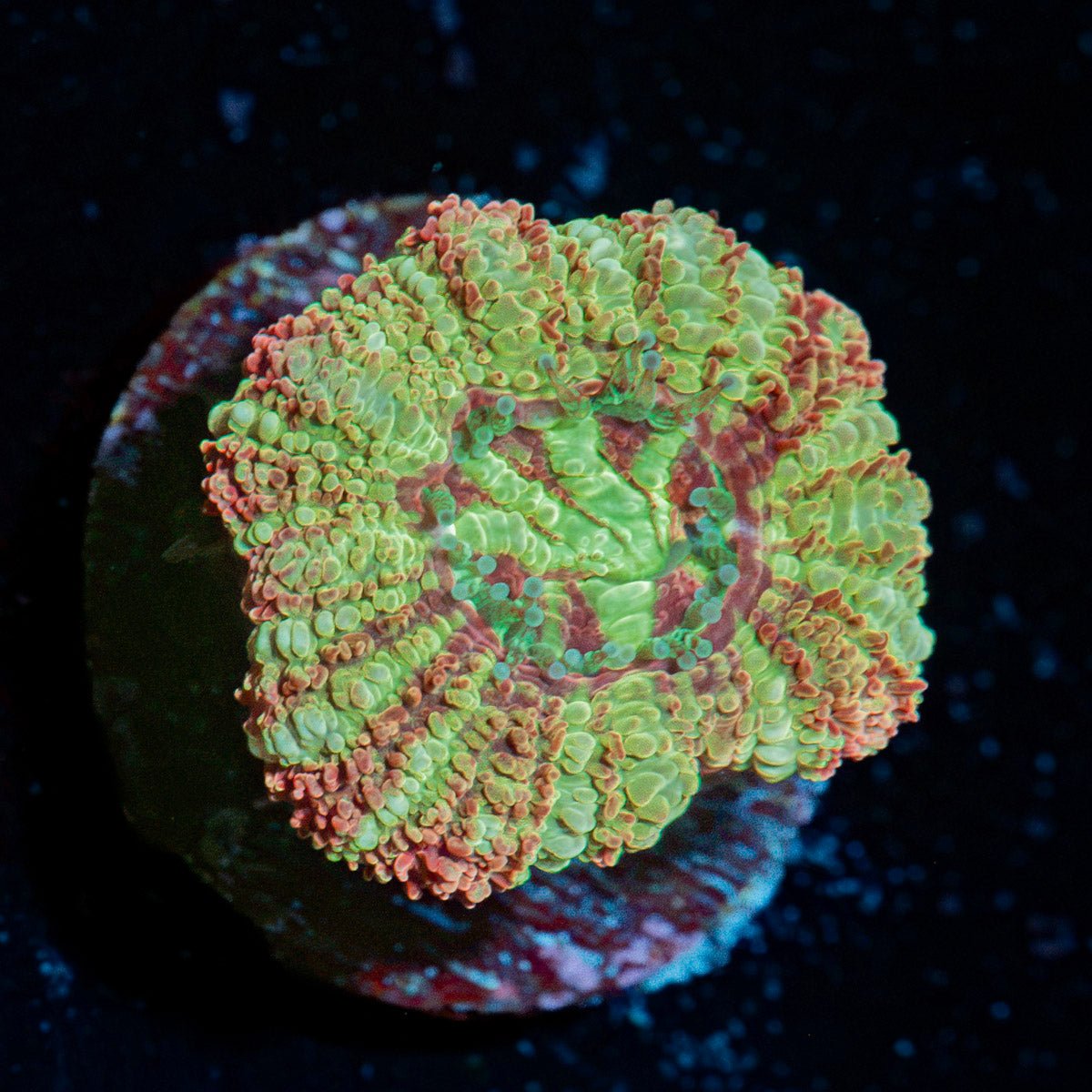 Koola Eye Acan Coral with fleshy polyps in reef aquarium
