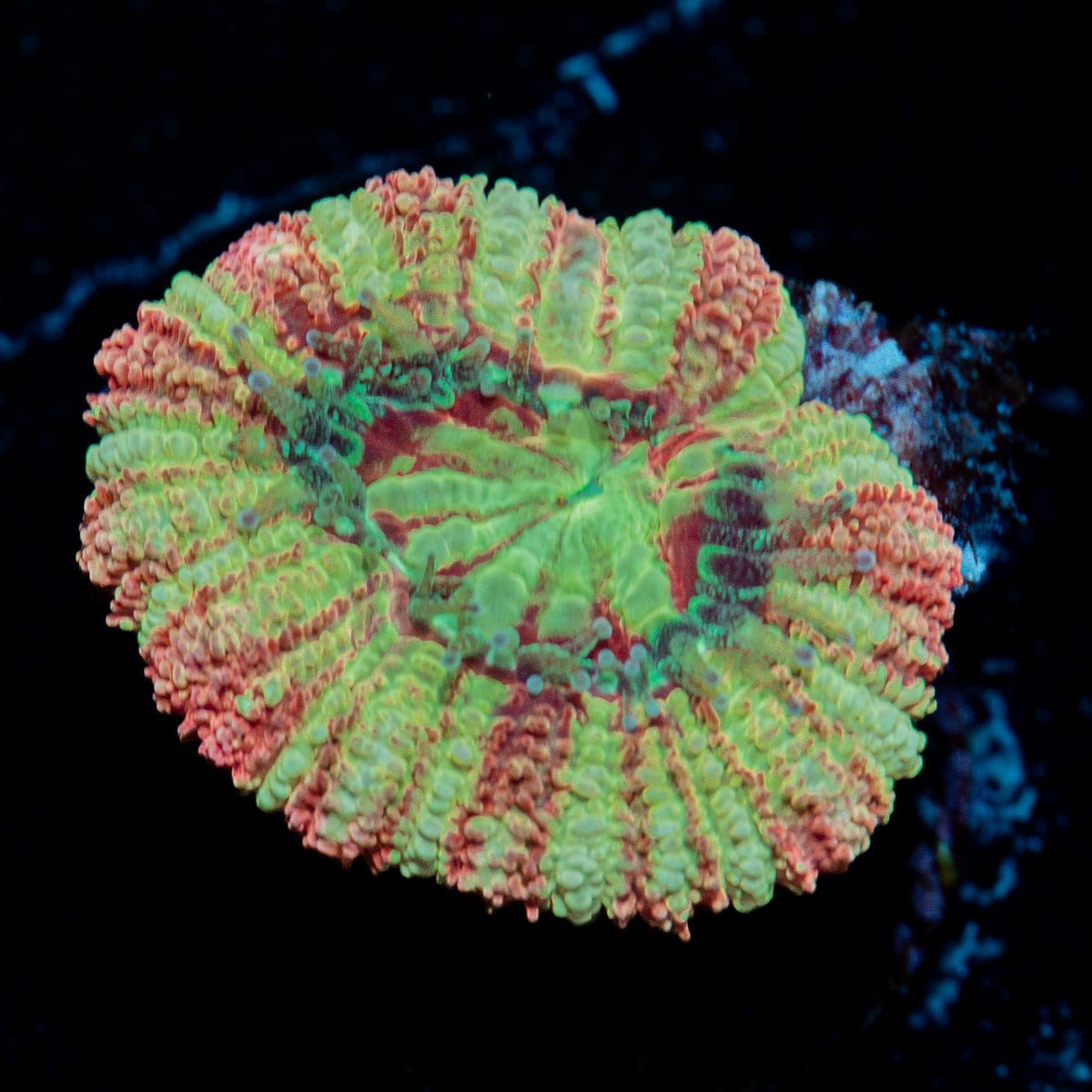Koola Eye Acan Coral with fleshy polyps in reef aquarium
