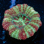 Koola Eye Acan Coral with fleshy polyps in reef aquarium
