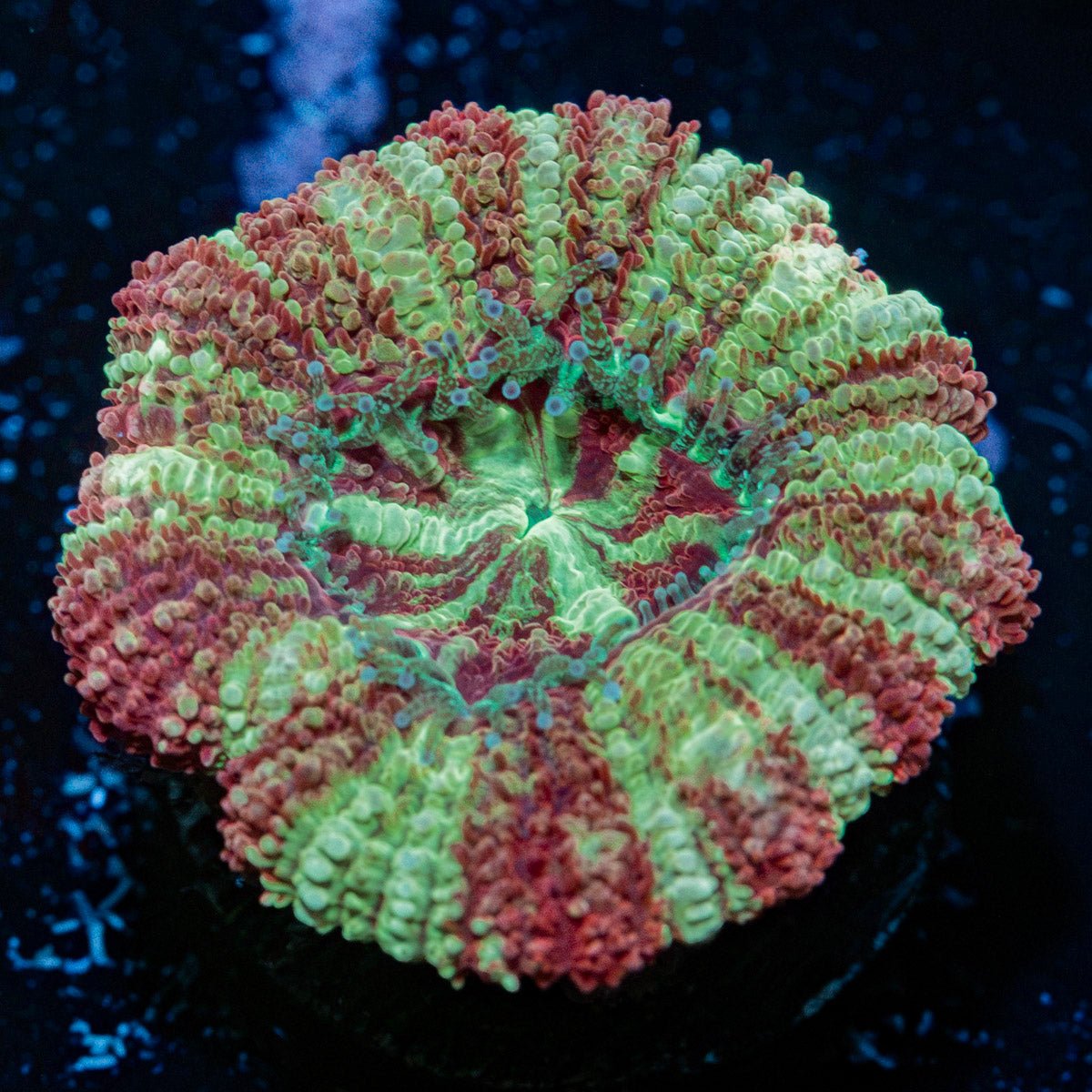 Koola Eye Acan Coral with fleshy polyps in reef aquarium