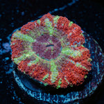 Koola Eye Acan Coral with fleshy polyps in reef aquarium