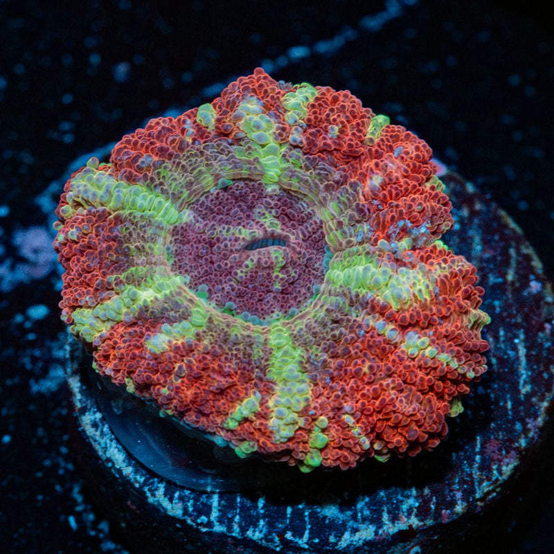 Koola Eye Acan Coral with fleshy polyps in reef aquarium
