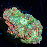 koola Eye Acan coral