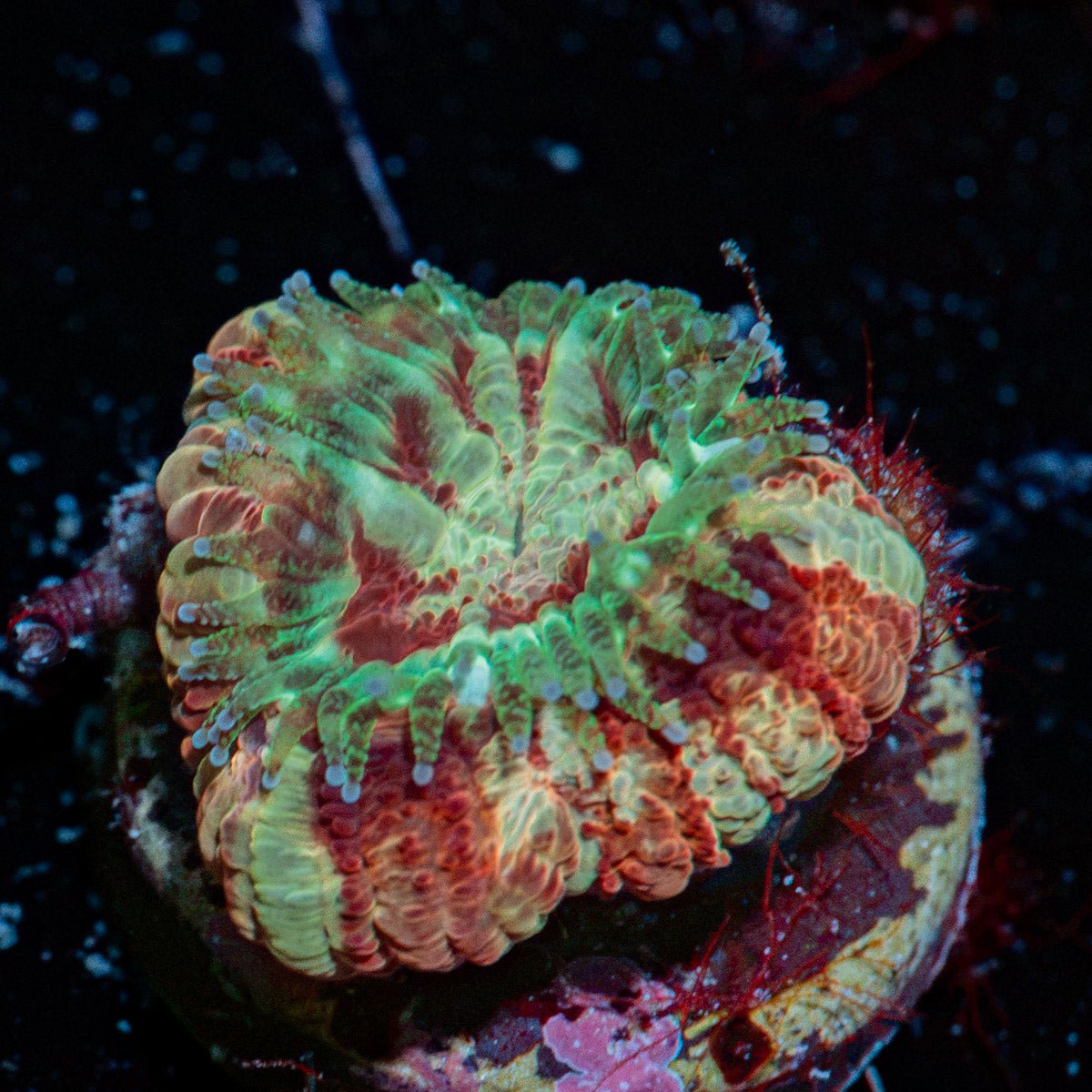 koola Eye Acan coral