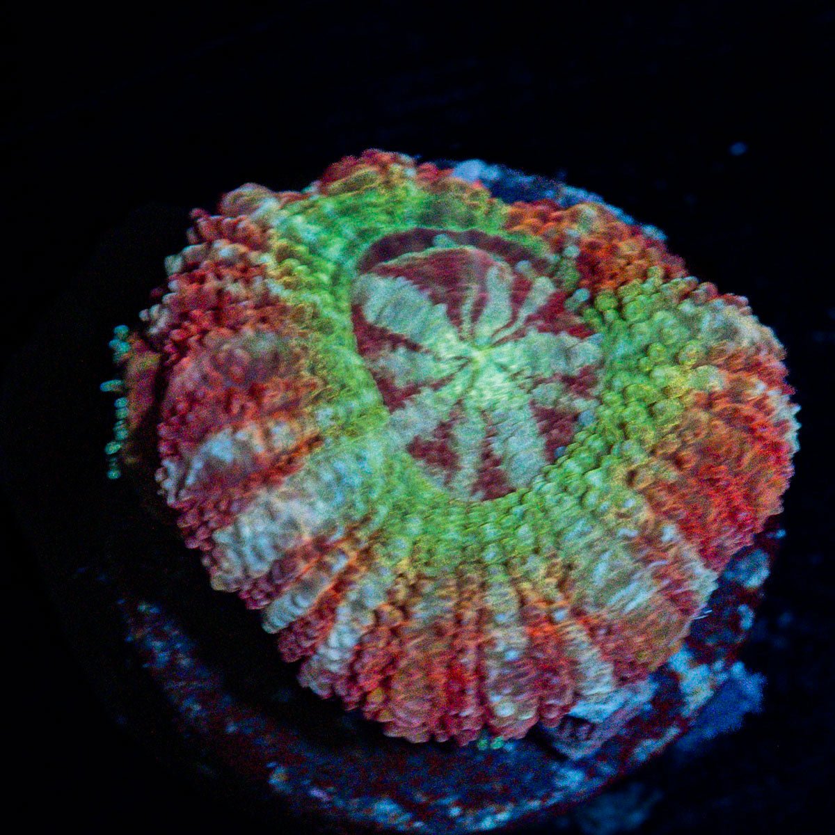 Koola Eye Asian Acan Coral with fleshy polyps in reef aquarium