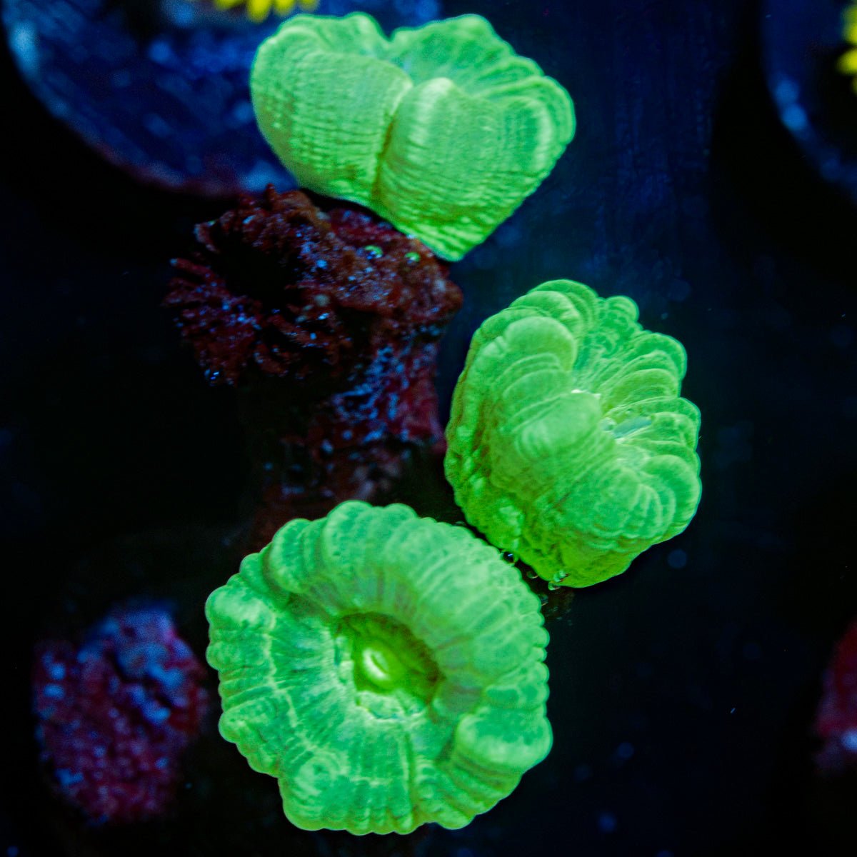 Kryptonite CandyCane Trumpit Coral with fleshy polyps in reef aquarium