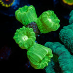Kryptonite CandyCane Trumpit Coral with fleshy polyps in reef aquarium