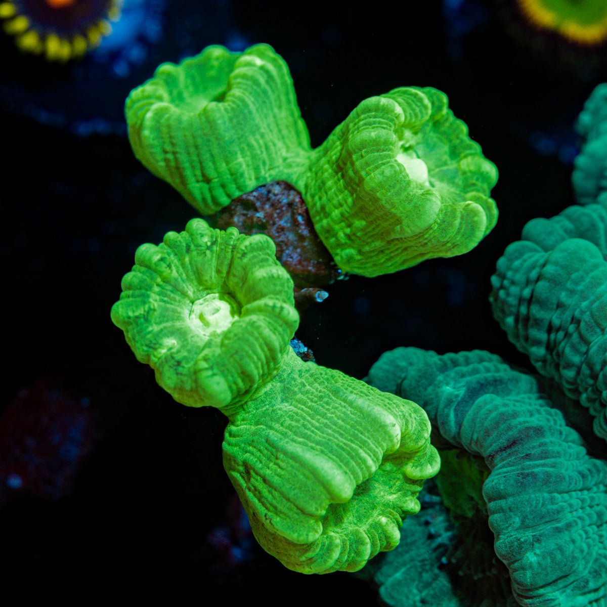 Kryptonite CandyCane Trumpit Coral with fleshy polyps in reef aquarium