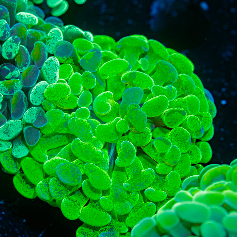 Kryptonite Hammer Coral with branching fleshy heads in reef aquarium