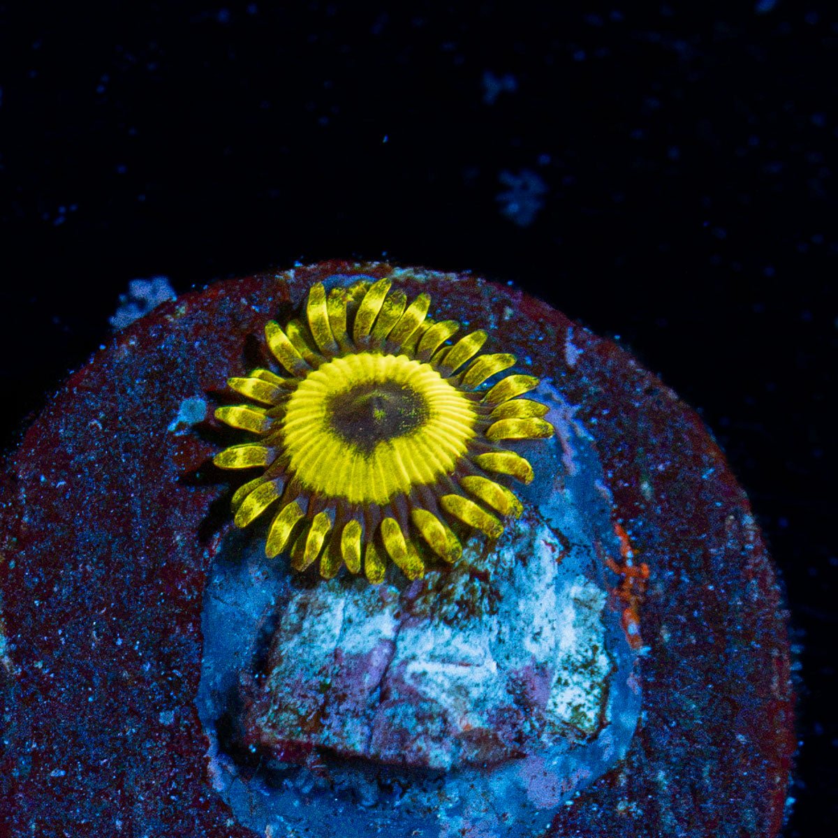 La Laker Zoanthid Coral colony growth in reef aquarium
