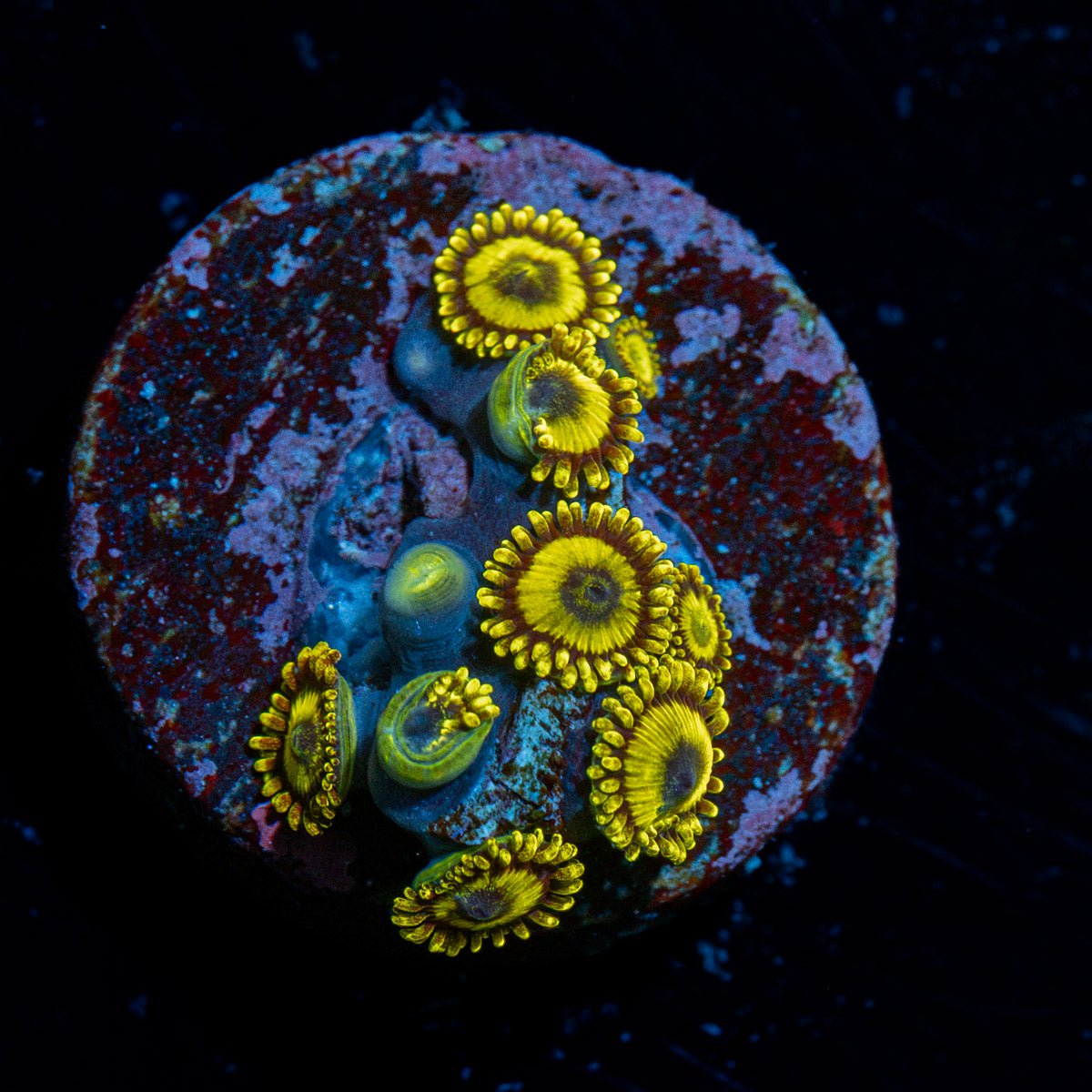 LA Lakers Zoanthid Coral with colony growth in reef aquarium