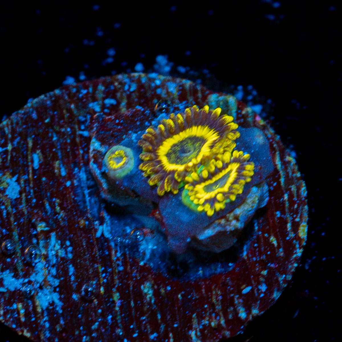LA Lakers Zoanthid Coral colony growth in reef aquarium