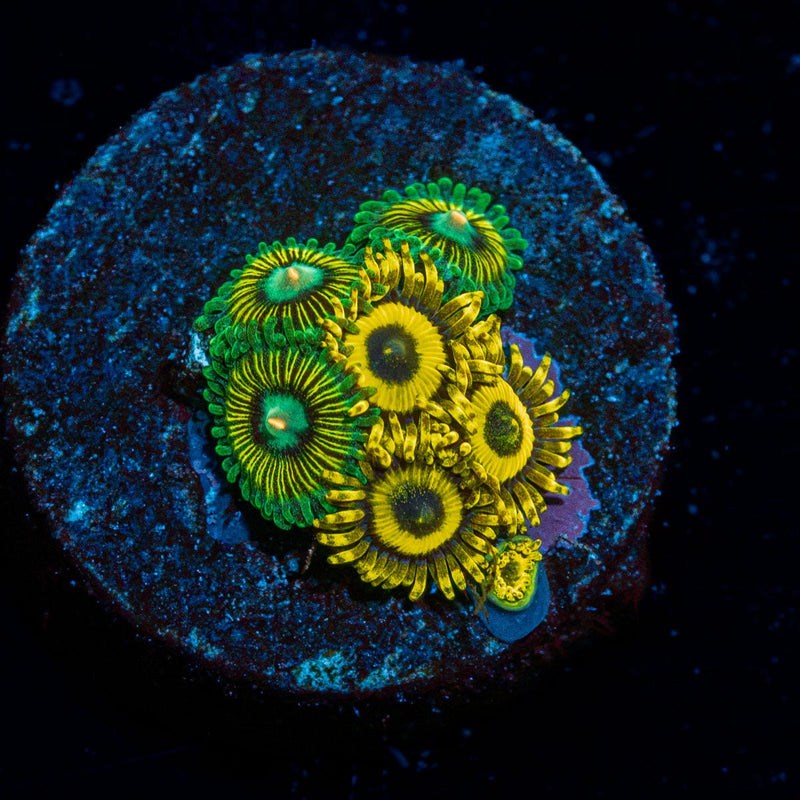 LA Lakers Zoanthid colony growth in reef aquarium with vibrant colors