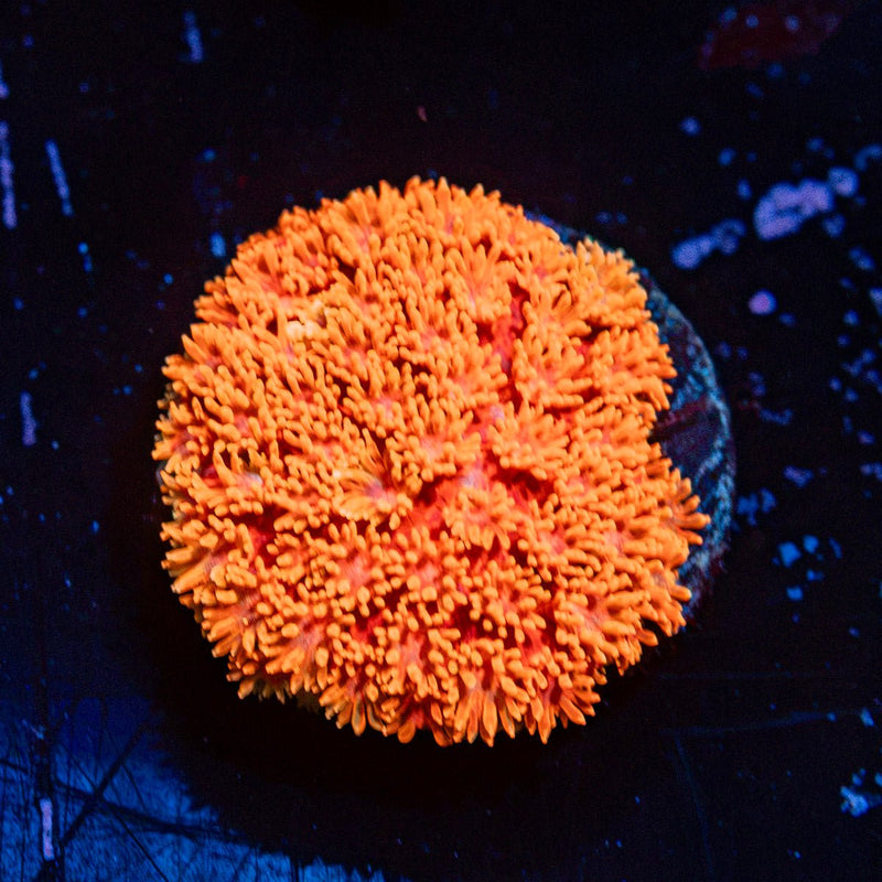 Laffy Taffy Micro Goniopora Coral with flower-like polyps in reef aquarium