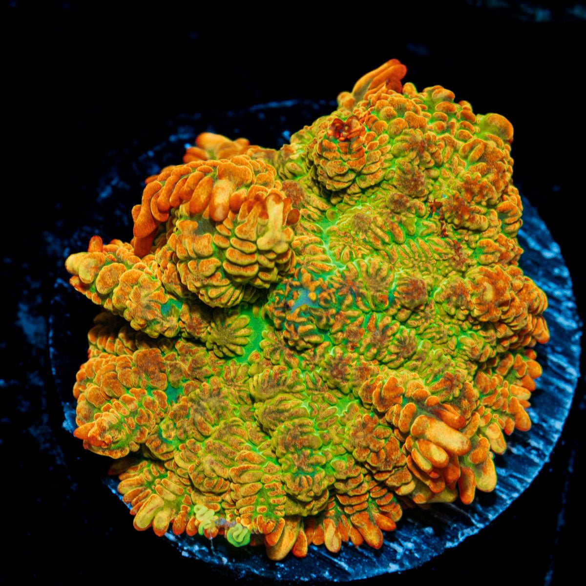 Tequila Sunrise Rhodactis Mushroom Coral with mushroom disc in reef aquarium
