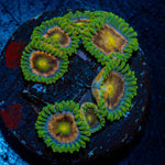 Laser Beams Zoanthid colony growth in reef aquarium environment