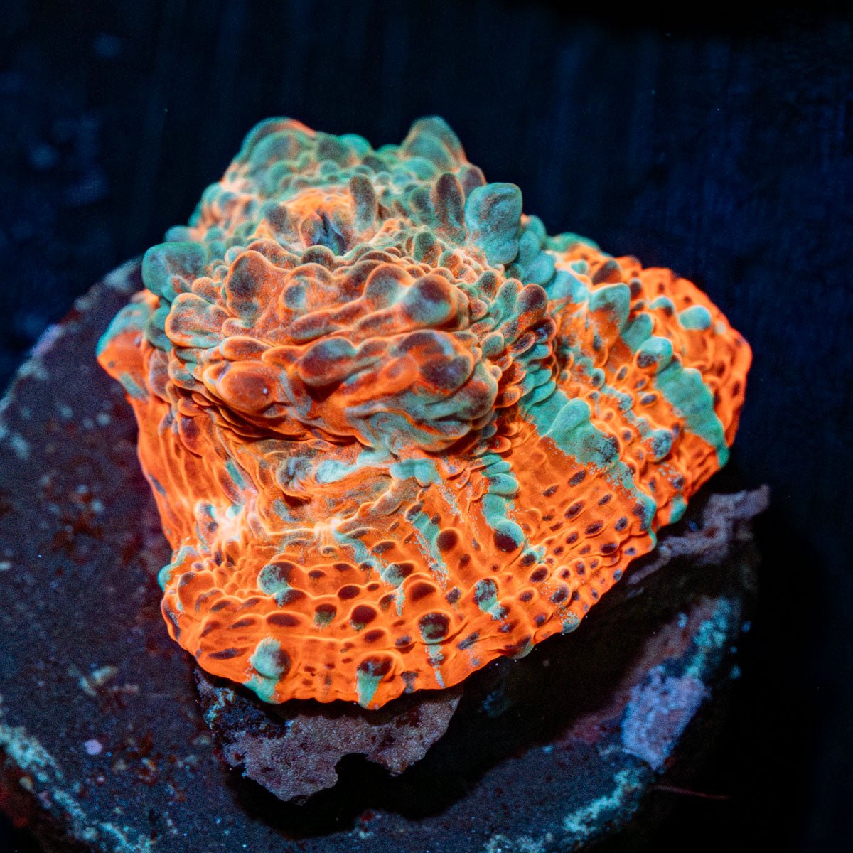 Lava Flow Chalice with textured surface in a saltwater aquarium
