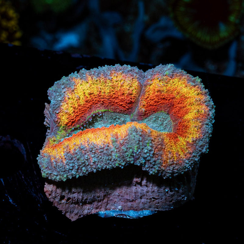 Lava Flow Lobophyllia Coral with fleshy open polyp in reef aquarium
