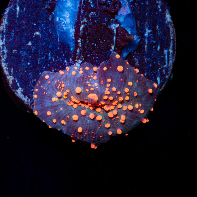 Lava Flow Mushroom Coral with distinct mushroom disc in reef aquarium