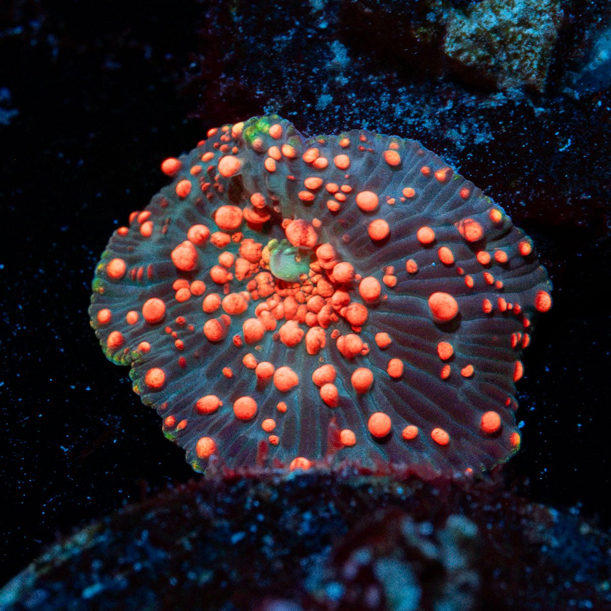Lava Interstellar Mushroom Coral with mushroom disc in reef aquarium