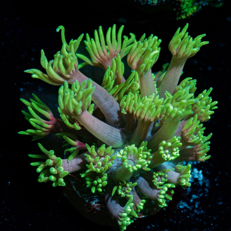 Lavender Goniopora Coral with flower-like polyps in reef aquarium