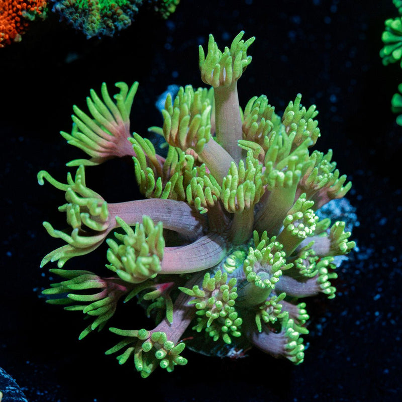 Lavender Goniopora Coral with flower-like polyps in reef aquarium