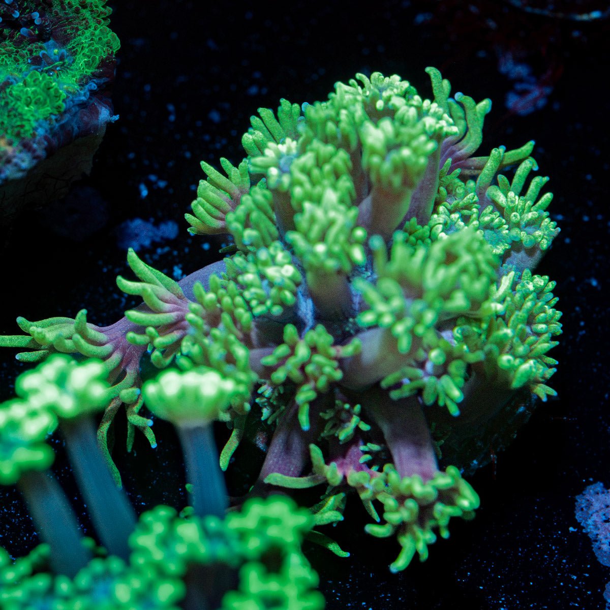 Lavender Goniopora Coral with flower-like polyps in reef aquarium
