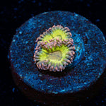 Lemon Drop Zoanthid colony growth in reef aquarium