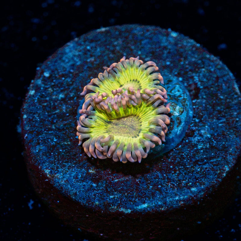 Lemon Drop Zoanthid Coral