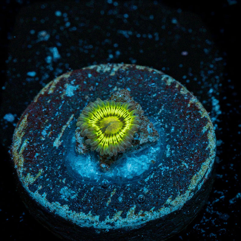 Lemon Head Baby Zoanthid Coral colony growth in reef aquarium
