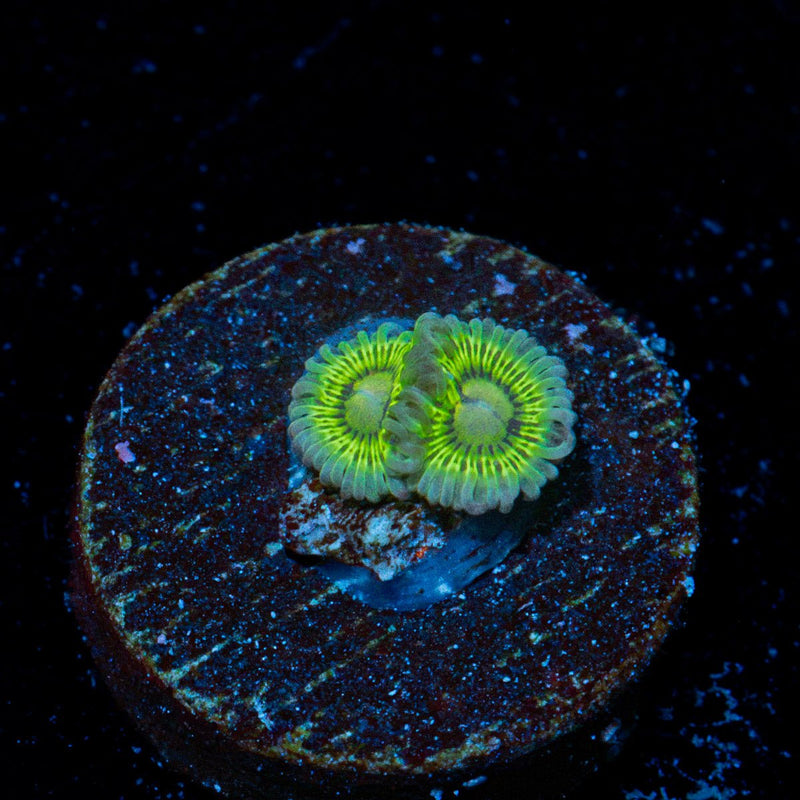 Lemon Lime Zoanthid Coral colony growth in reef aquarium