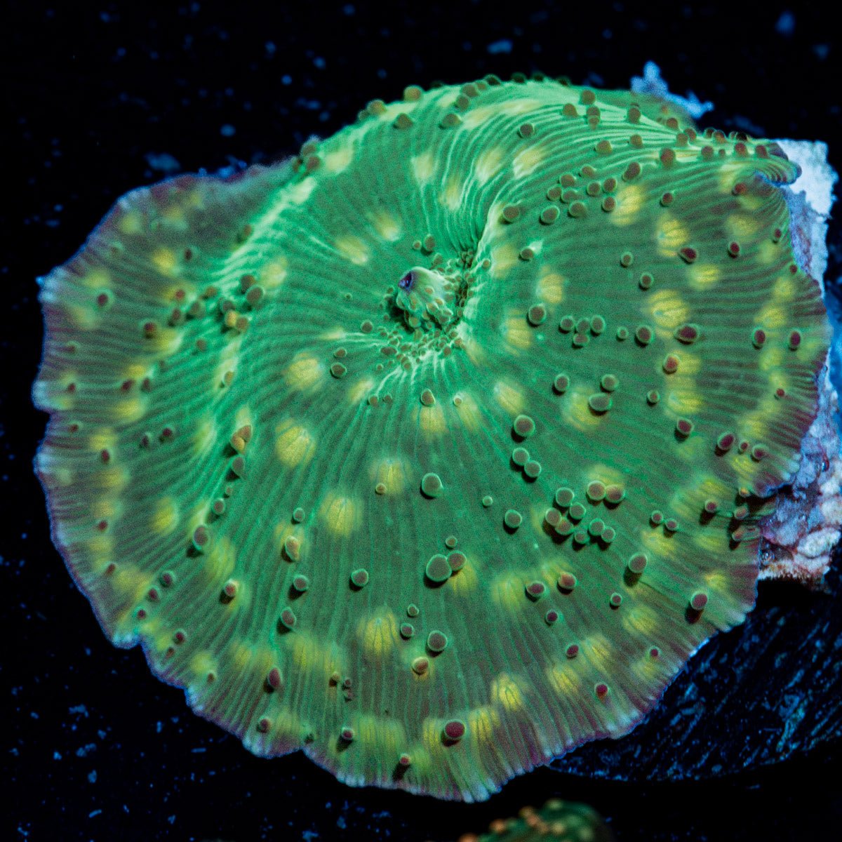 Leopard Frog Mushroom Coral with distinct mushroom disc in reef aquarium