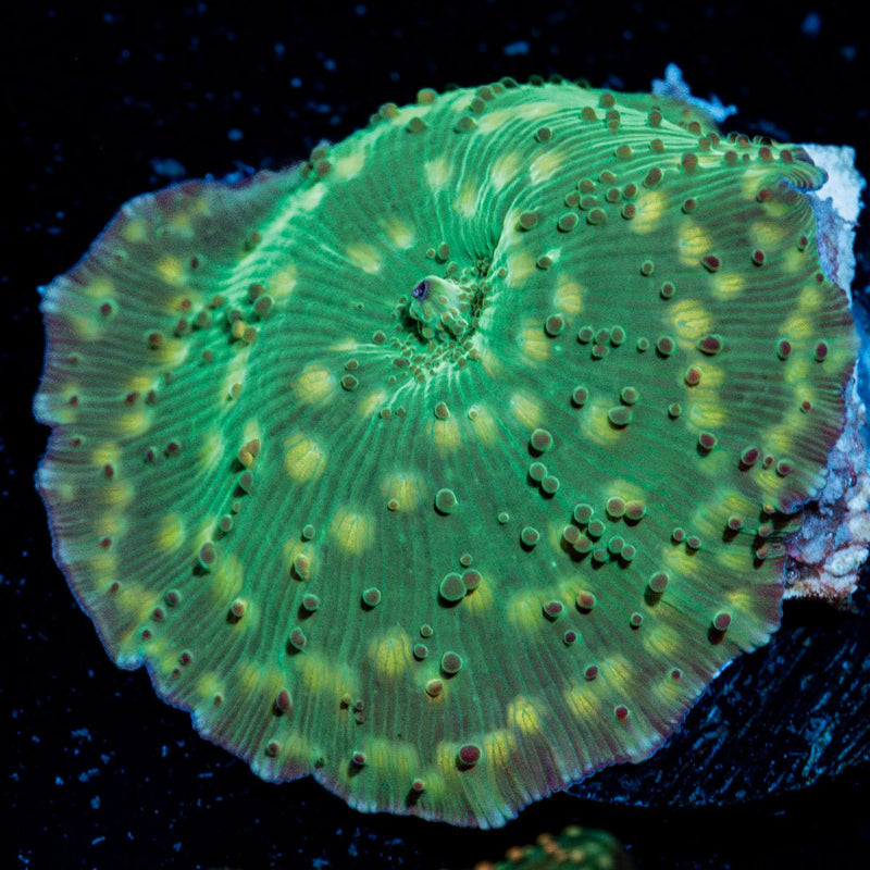 Leopard Frog Mushroom Coral with distinct mushroom disc in reef aquarium