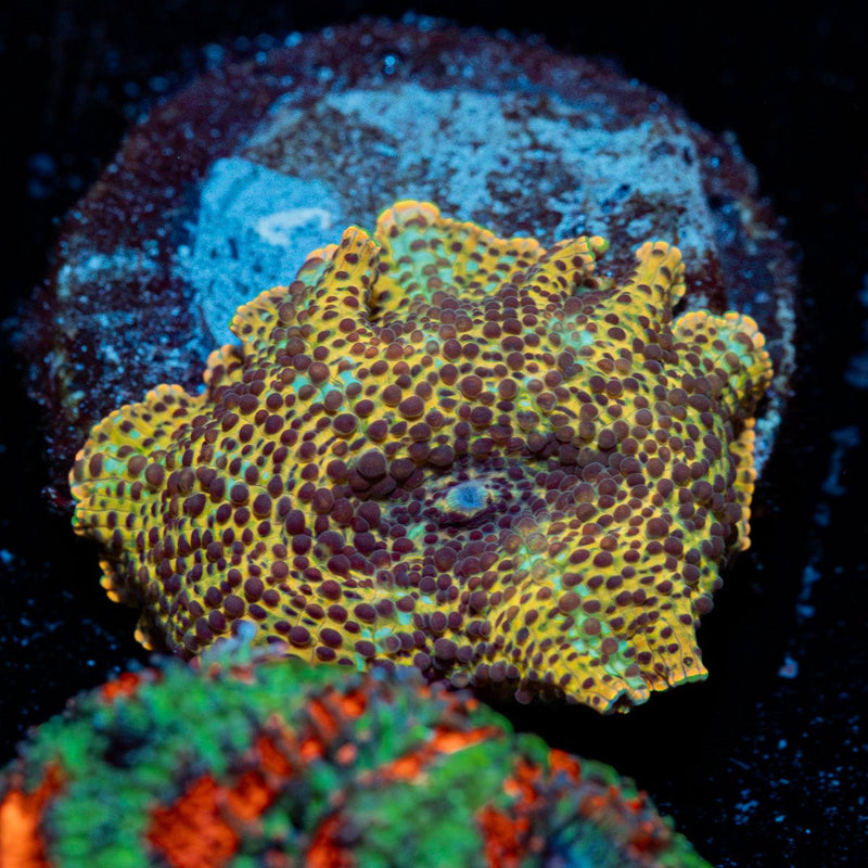 Leopard print  Mushroom Coral