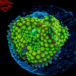 Lime Ricordea Mushroom Coral with mushroom disc in reef aquarium