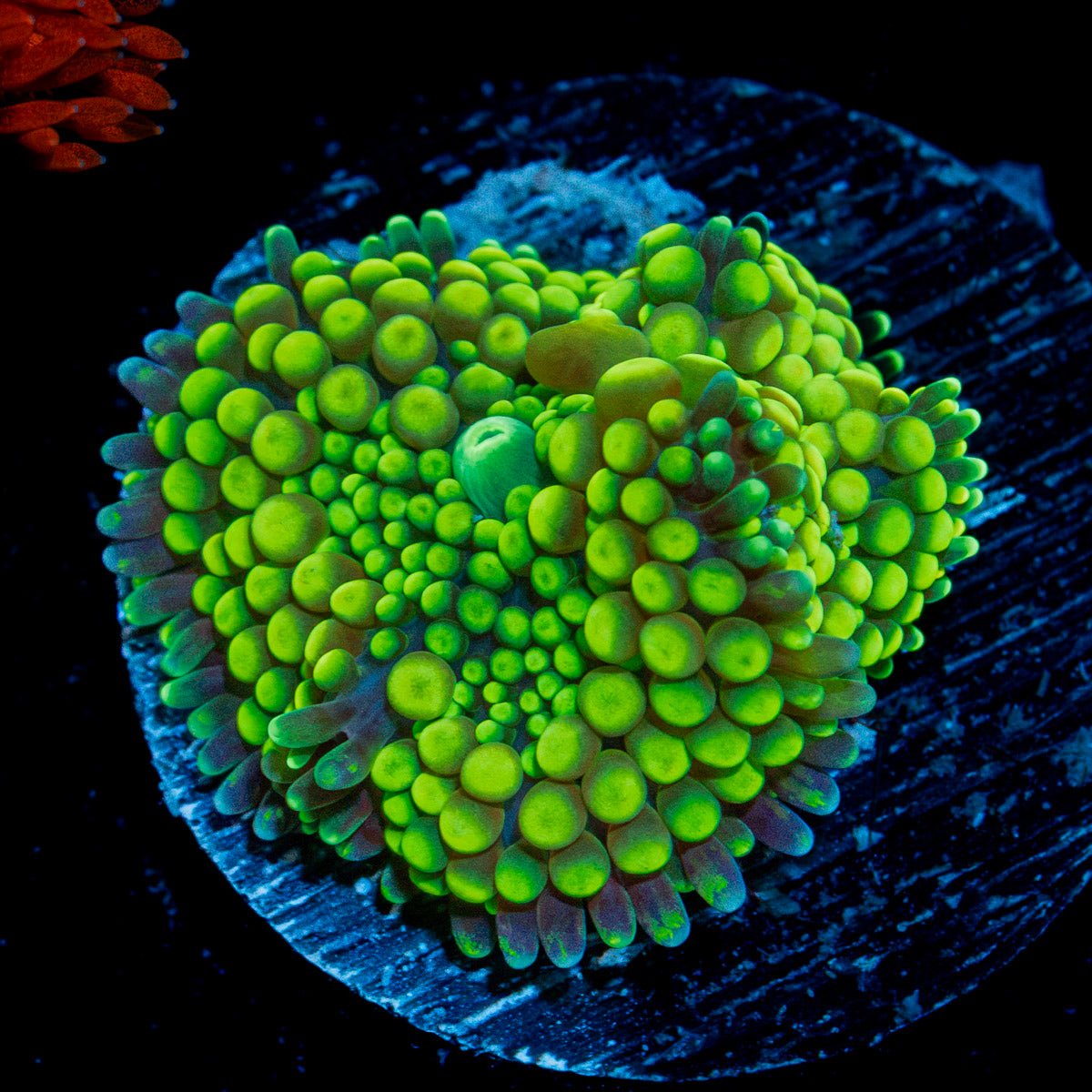 Lime Ricordea Mushroom Coral with mushroom disc in reef aquarium