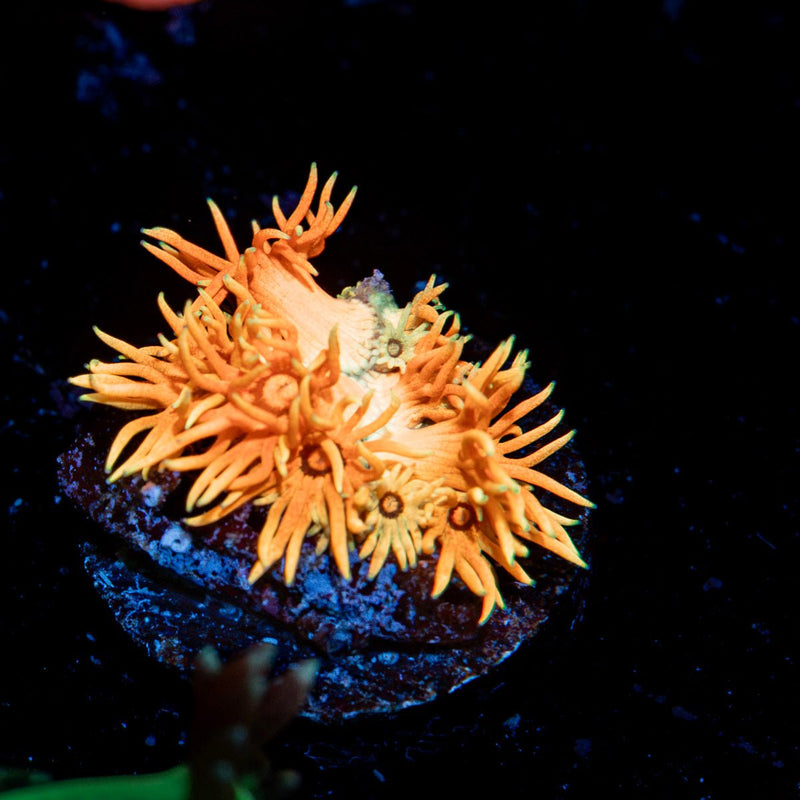 Lola Bunny Goniopora Coral with flower-like polyps in reef aquarium