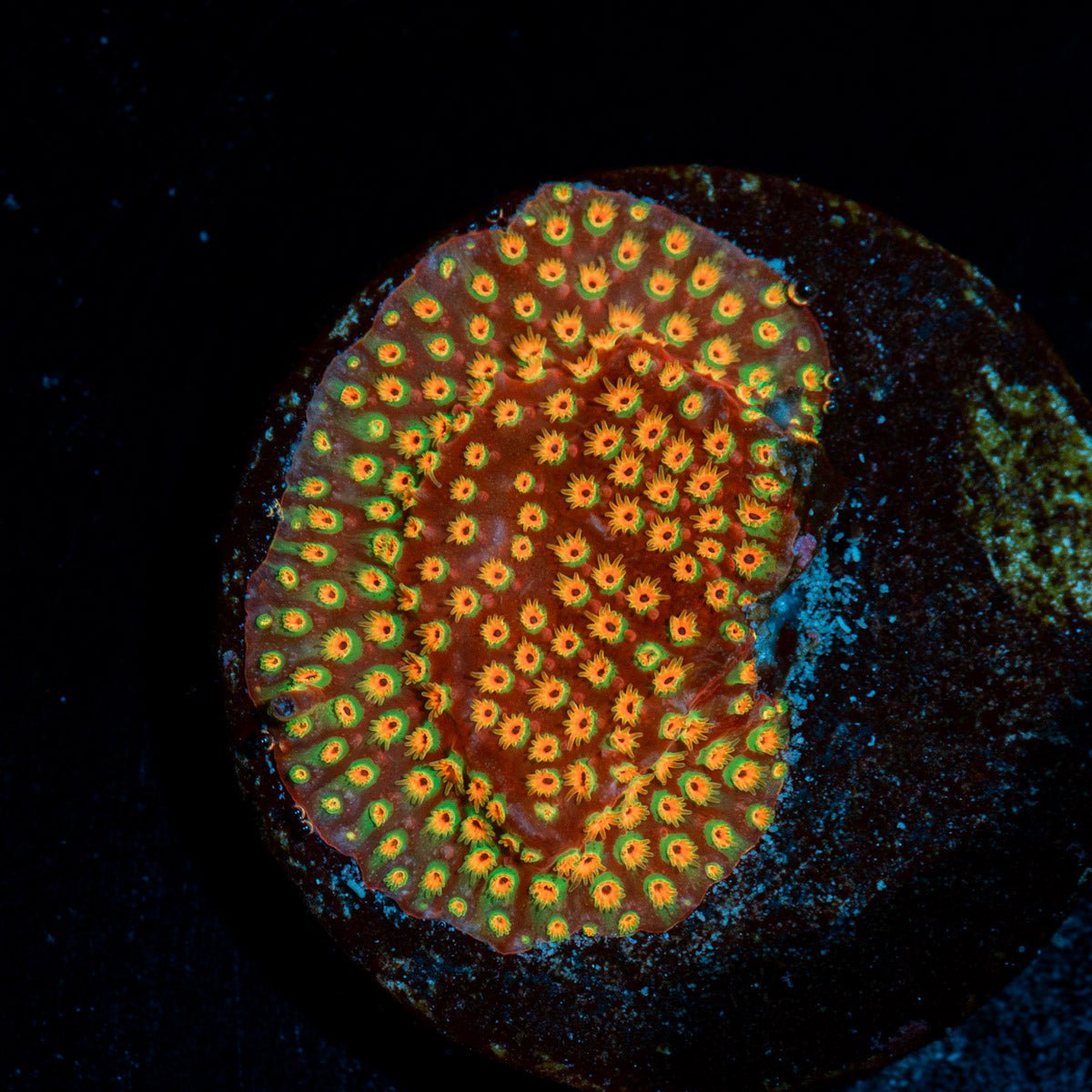 Loony Toons Stylocoeniella Coral with encrusting growth in reef aquarium