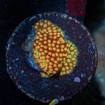 Loony Toons Stylocoeniella Coral with encrusting growth in reef aquarium