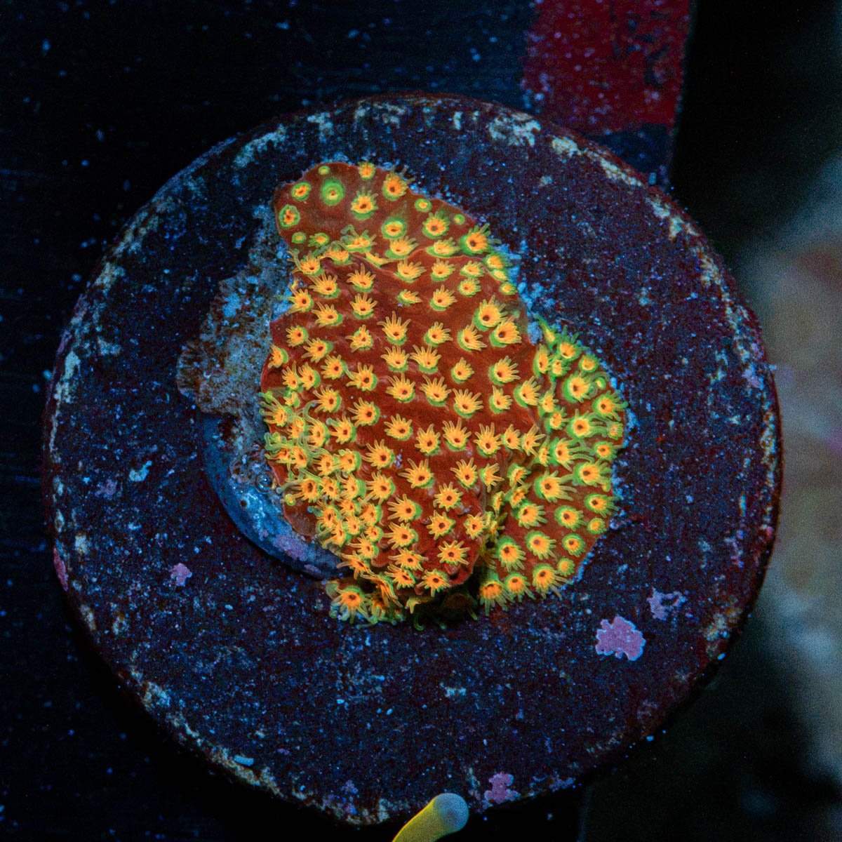 Loony Toons Stylocoeniella Coral with encrusting growth in reef aquarium