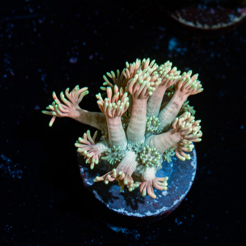 Lovers Goniopora Coral with flower-like polyps in reef aquarium