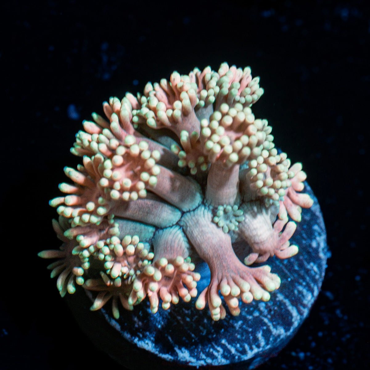 Lovers Goniopora Coral with flower-like polyps in reef aquarium